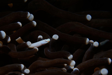 mushroom pipefish / Mushroom pipefish is hiding inside of the mushroom coral, Panglao, Philippines