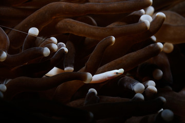 hide and seek / Mushroom pipefish is hiding inside of the mushroom coral, Panglao, Philippines