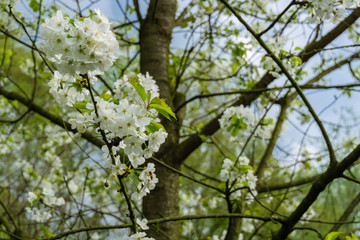 tree flowering white sky spring