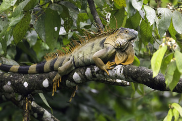Macho de Iguana verde en costa rica sobre un árbol
