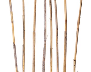 dry reed sticks isolated on white, clipping path