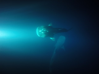 Two Whale Sharks feeding 