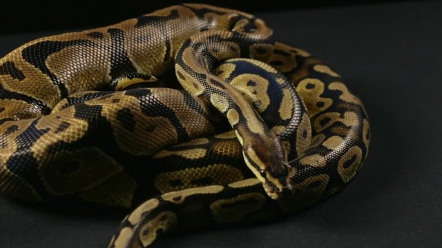 Video of snakes - two crawling pythons