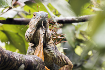 Macho de Iguana verde en costa rica sobre un árbol