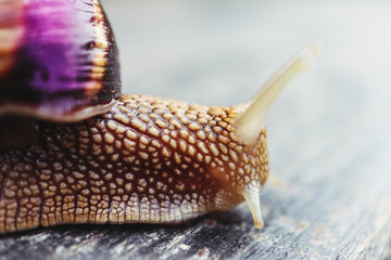 One snail on the natural background, macro view.  Big beautiful helix with spiral shell.