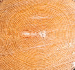 macro cut wood texture, beech background