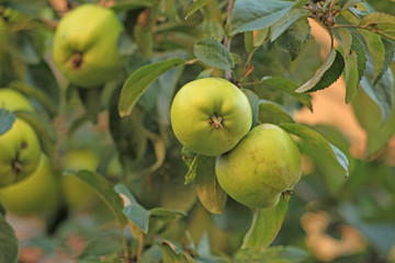 green apples on a branch