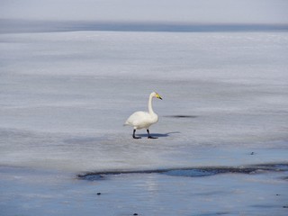 Love of swans