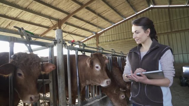 Farmer woman connected with tablet in cowshed