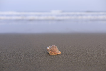 砂浜　巻貝　海の風景