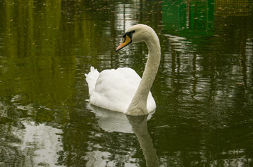 Fototapeta premium white swan on the water in the park