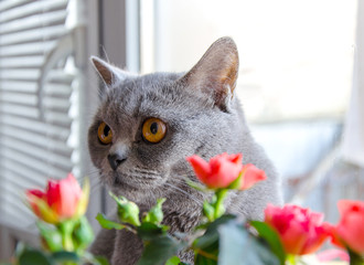 gray Scottish cat peeks out from behind a flower in a pot of house