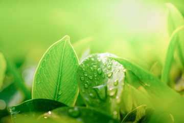 Close up of green leaf with rain drop. Nature background and wallpaper.