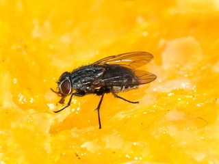 Common cluster fly Pollenia sp. eating on a slice of orange
