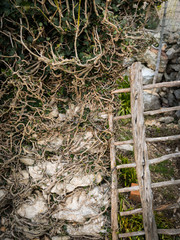 Ivy growing on a stone wall and an old gate