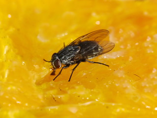 Common cluster fly Pollenia sp. eating on a slice of orange