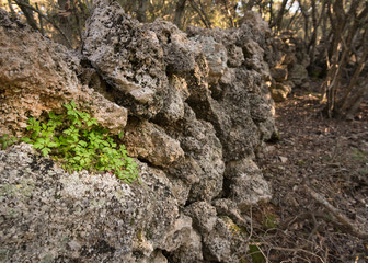 An old stone wall in the forest in Croatia