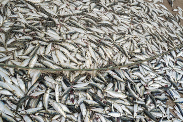 Sardine fish and fishing net