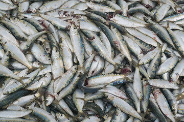 Sardine fish after the fishing hunting