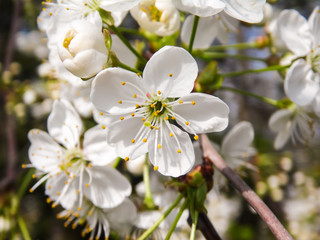 macro white cherry blossoms on the tree