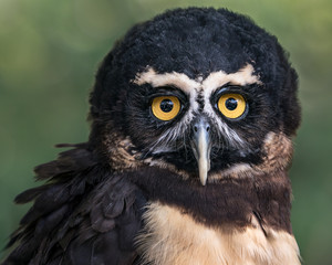 Fototapeta premium Spectacled Owl