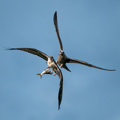 Fototapeta na wymiar Osprey Vs. Gull IV