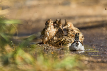Black-crested Finch (Lophospingus pusillus) taking a bath on a pond in the chaco region of South America