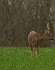 Wild Deer On Grass