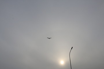 Seagull