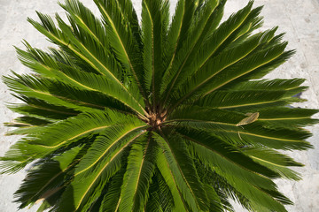 Branch of a green bushy palm, top view