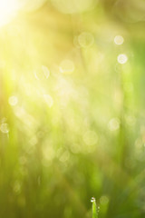 Natural abstract soft green defocused sunny background with grass and light spots. Spring easter...