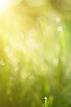 Natural abstract soft green defocused sunny background with grass and light spots. Spring easter backdrop with copy space