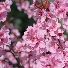 Japanische Zierkirsche, Blütenkirsche