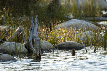 Stump Pond shoreline
