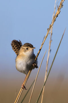 Ratona Aperdizada (Cistothorus platensis ) en un pajonal