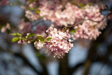 Kirschblüte