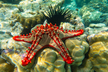 Underwater photography. Red knobbed sea star and sea urchins. Zanzibar, Tanzania.