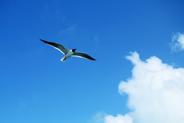 Fototapeta na wymiar Beautiful gull flying against the blue sky