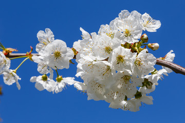 cherry blossom - Kirschbl&uuml;te