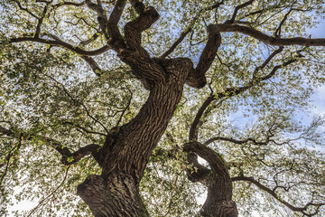Obraz na płótnie Canvas Oak tree, bottom view