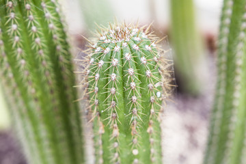 Close-up of a cactus