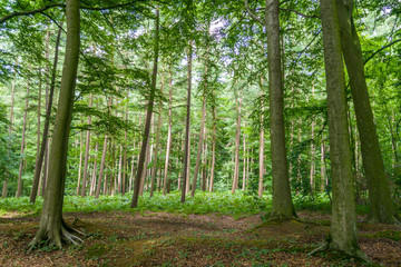 Forest in Belgium