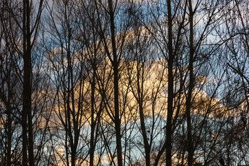 Arboles con Fondo de Cielo al Amanecer