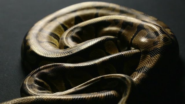 Snakeskin pattern of royal python in shadow