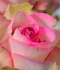 Pink and white rose