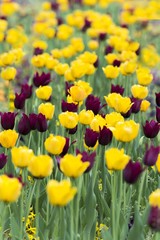 Obraz premium garden tulips flower
