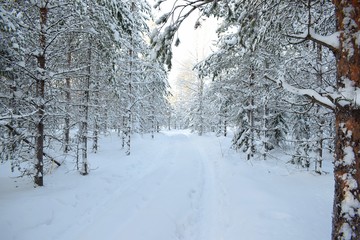 Winter walk, Lulea, Sweden