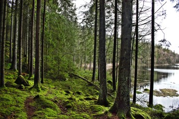 Fototapeta premium Forest in Horred
