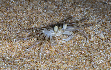 small crab on the beach