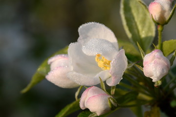 beautiful pink flower of an Apple in the morning dew